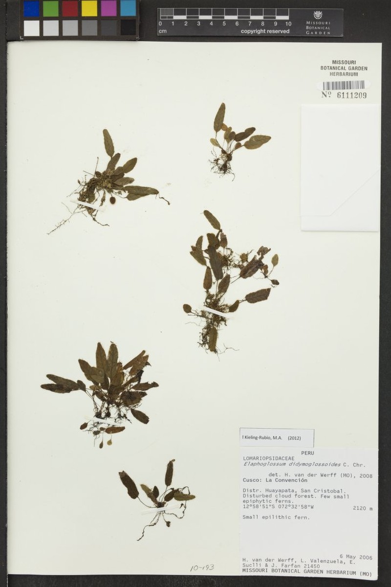 Elaphoglossum didymoglossoides photo 2