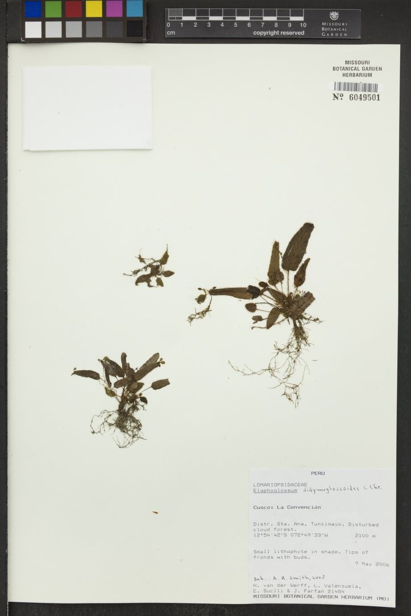 Elaphoglossum didymoglossoides photo 3
