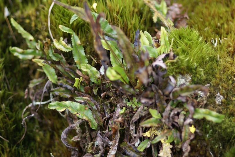 Elaphoglossum dimorphum photo 2