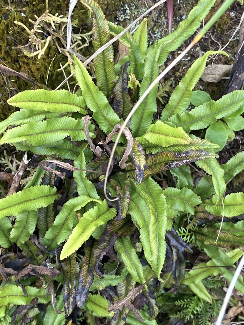 Elaphoglossum dimorphum photo 4