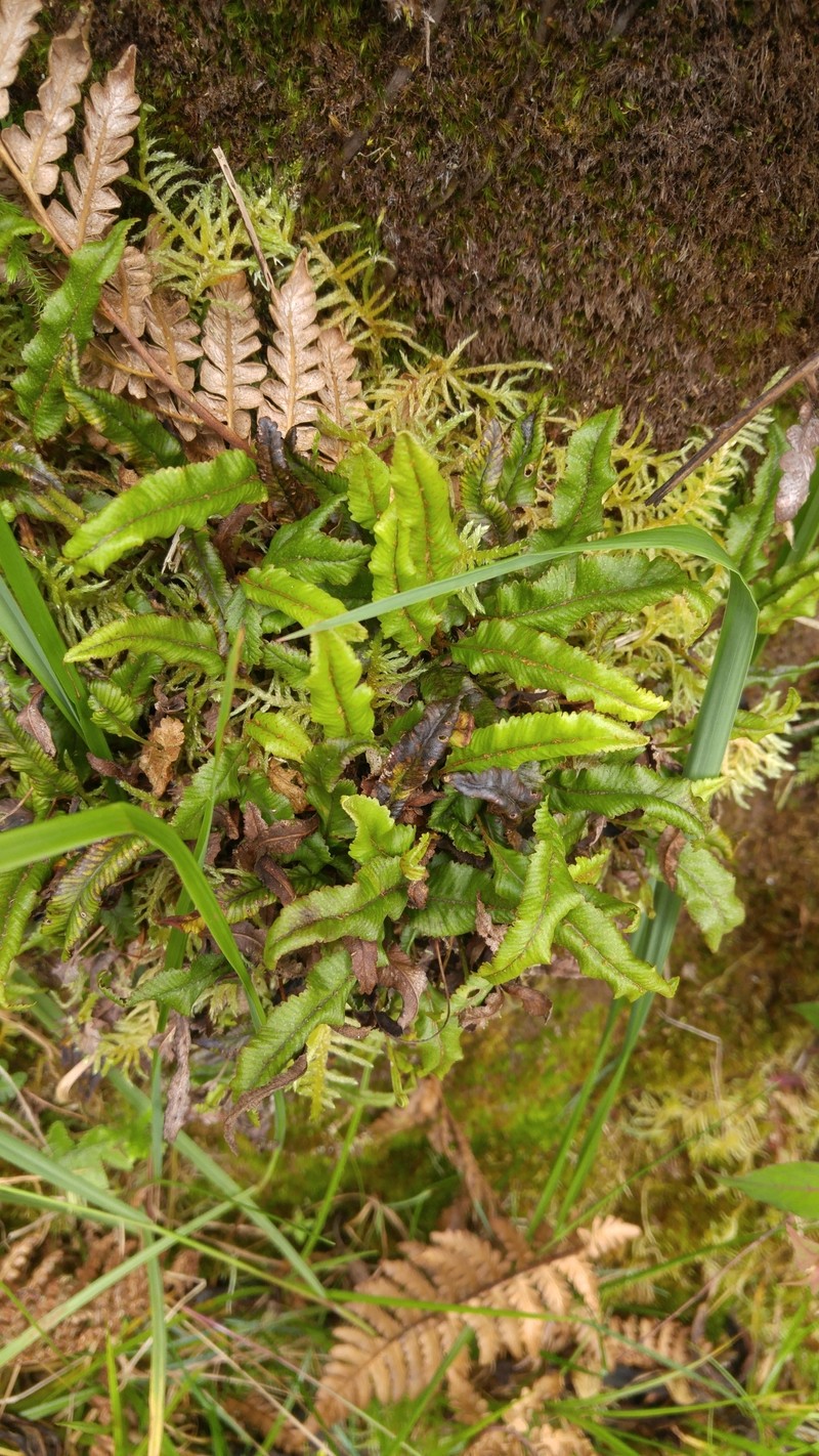 Elaphoglossum dimorphum photo 5