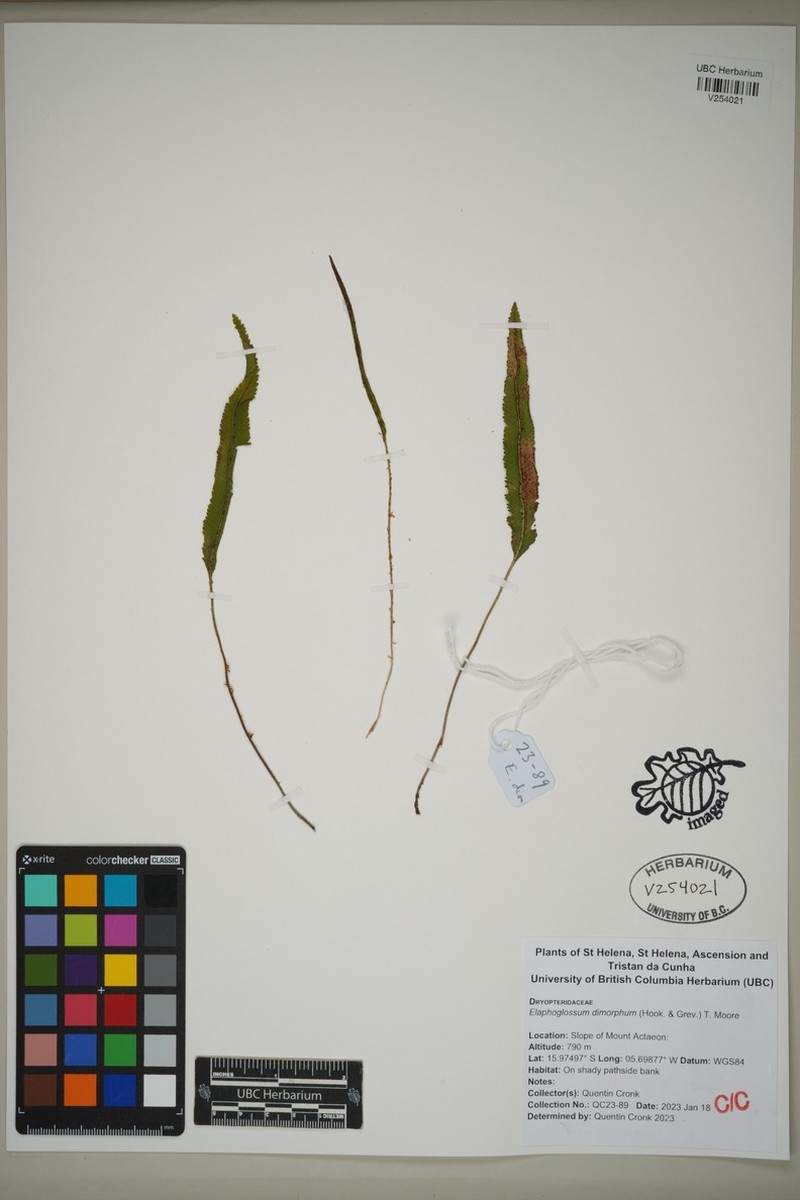 Elaphoglossum dimorphum photo 6