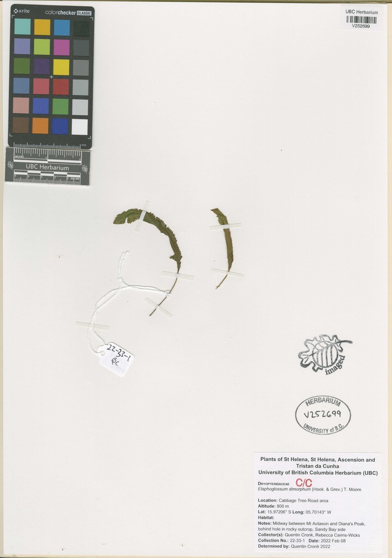 Elaphoglossum dimorphum photo 7