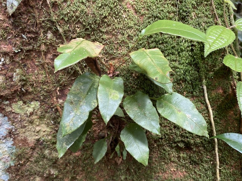 Elaphoglossum discolor
