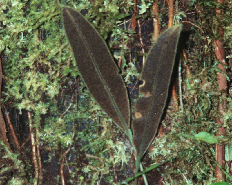Elaphoglossum discolor photo 2