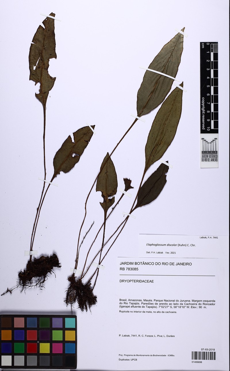 Elaphoglossum discolor photo 4