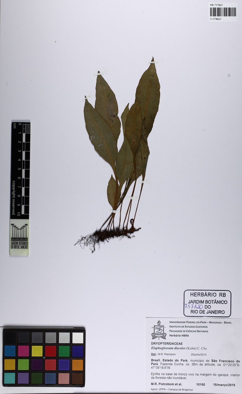 Elaphoglossum discolor photo 5