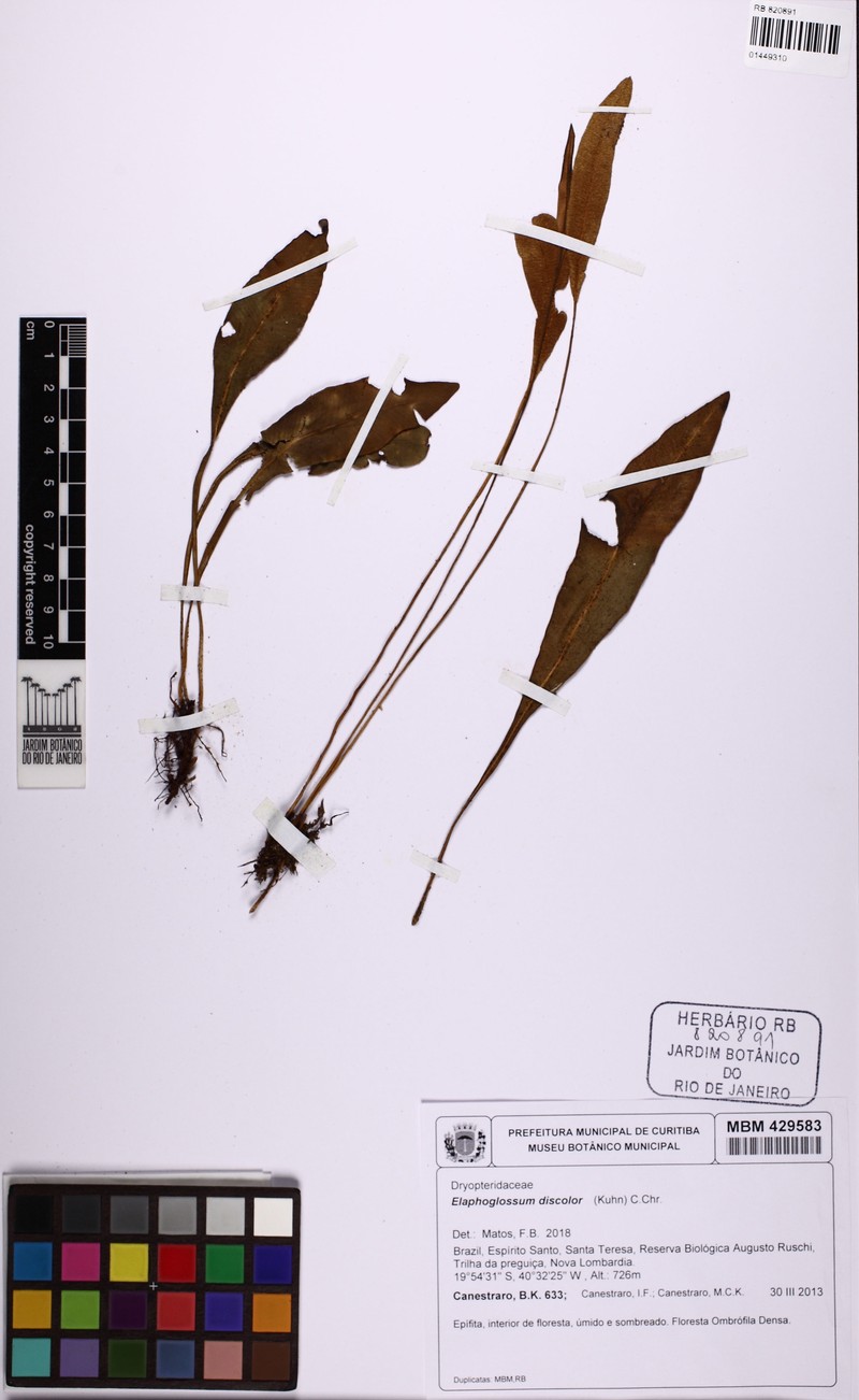 Elaphoglossum discolor photo 6