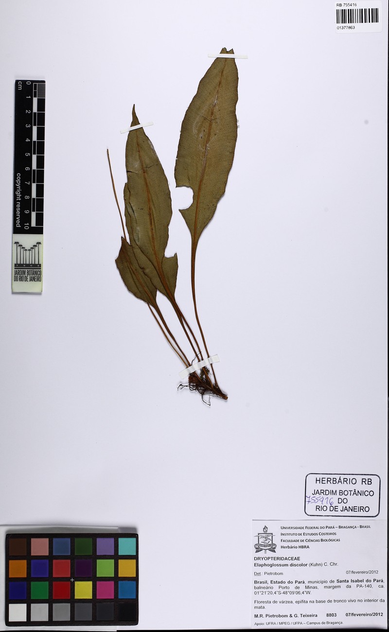 Elaphoglossum discolor photo 7