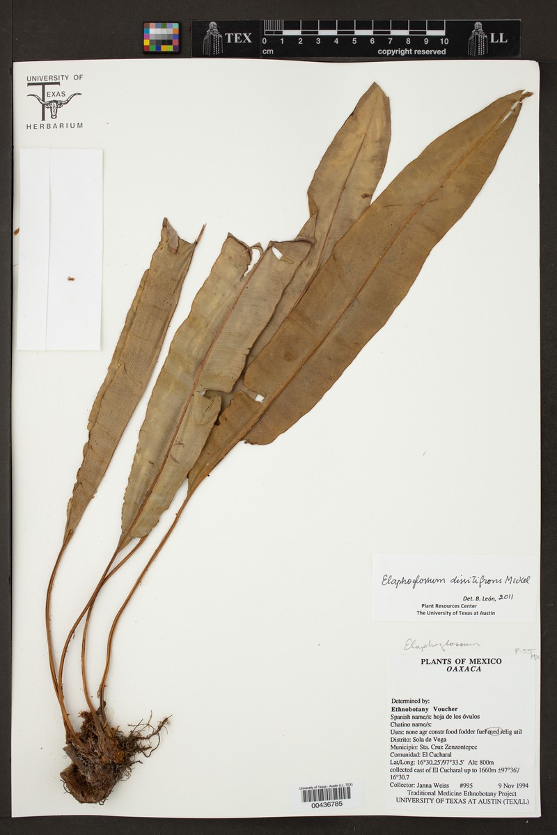 Elaphoglossum dissitifrons