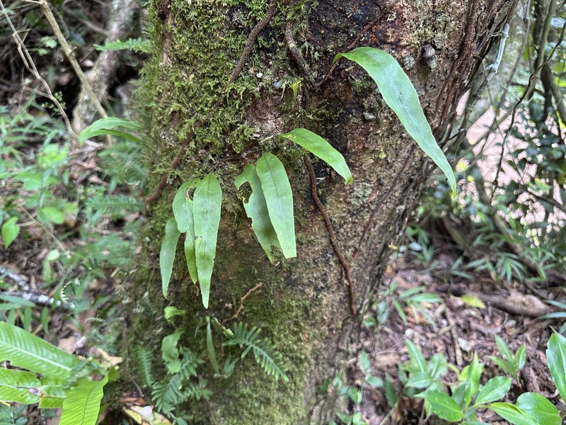 Elaphoglossum doanense