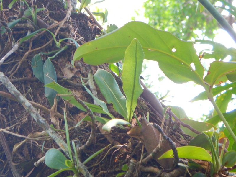 Elaphoglossum doanense photo 2
