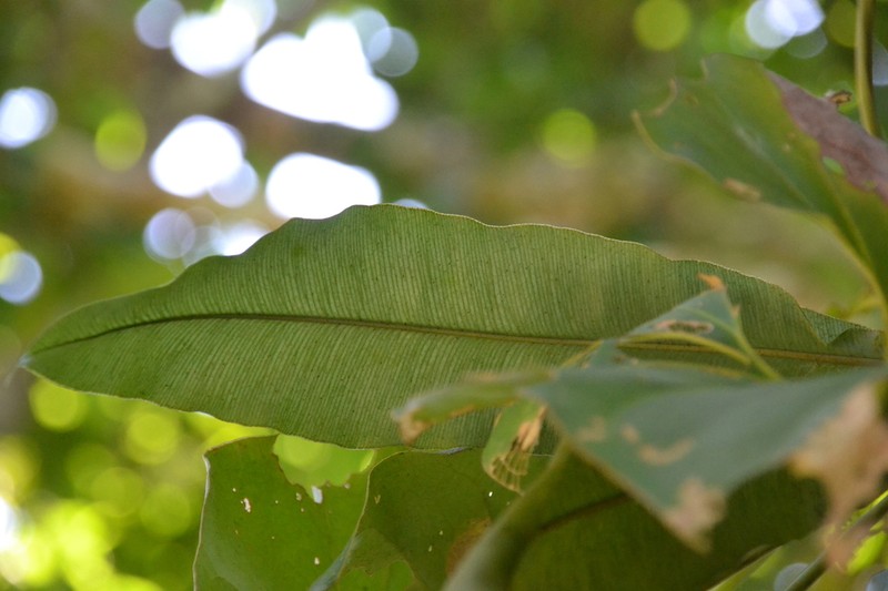 Elaphoglossum doanense photo 3