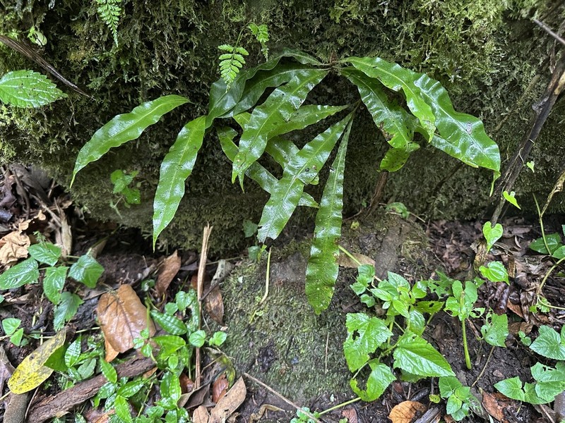 Elaphoglossum doanense photo 4