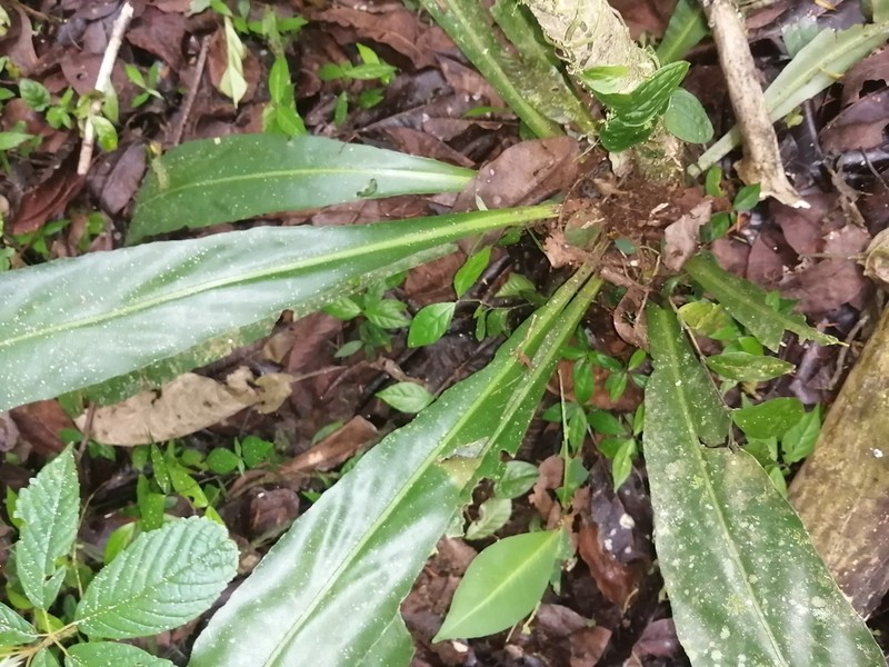 Elaphoglossum doanense photo 5