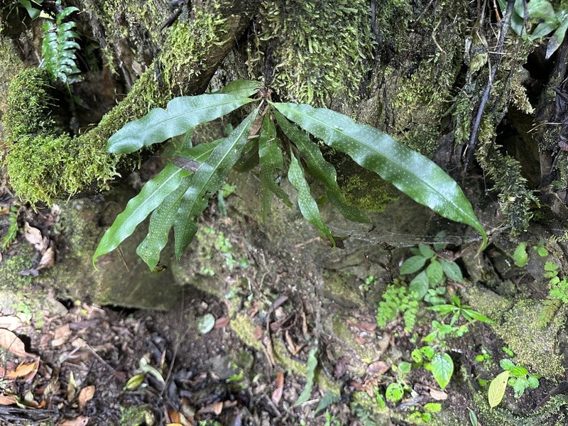 Elaphoglossum doanense photo 6