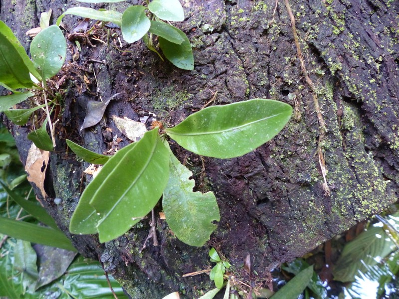 Elaphoglossum doanense photo 7