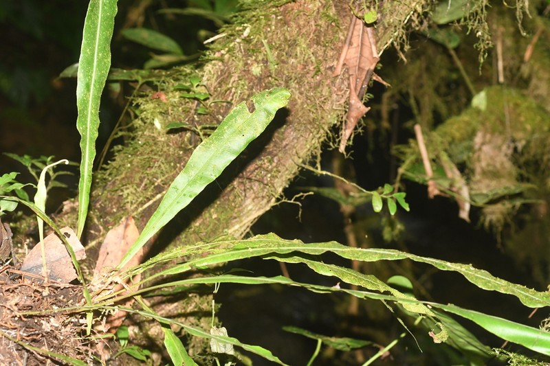 Elaphoglossum doanense photo 8