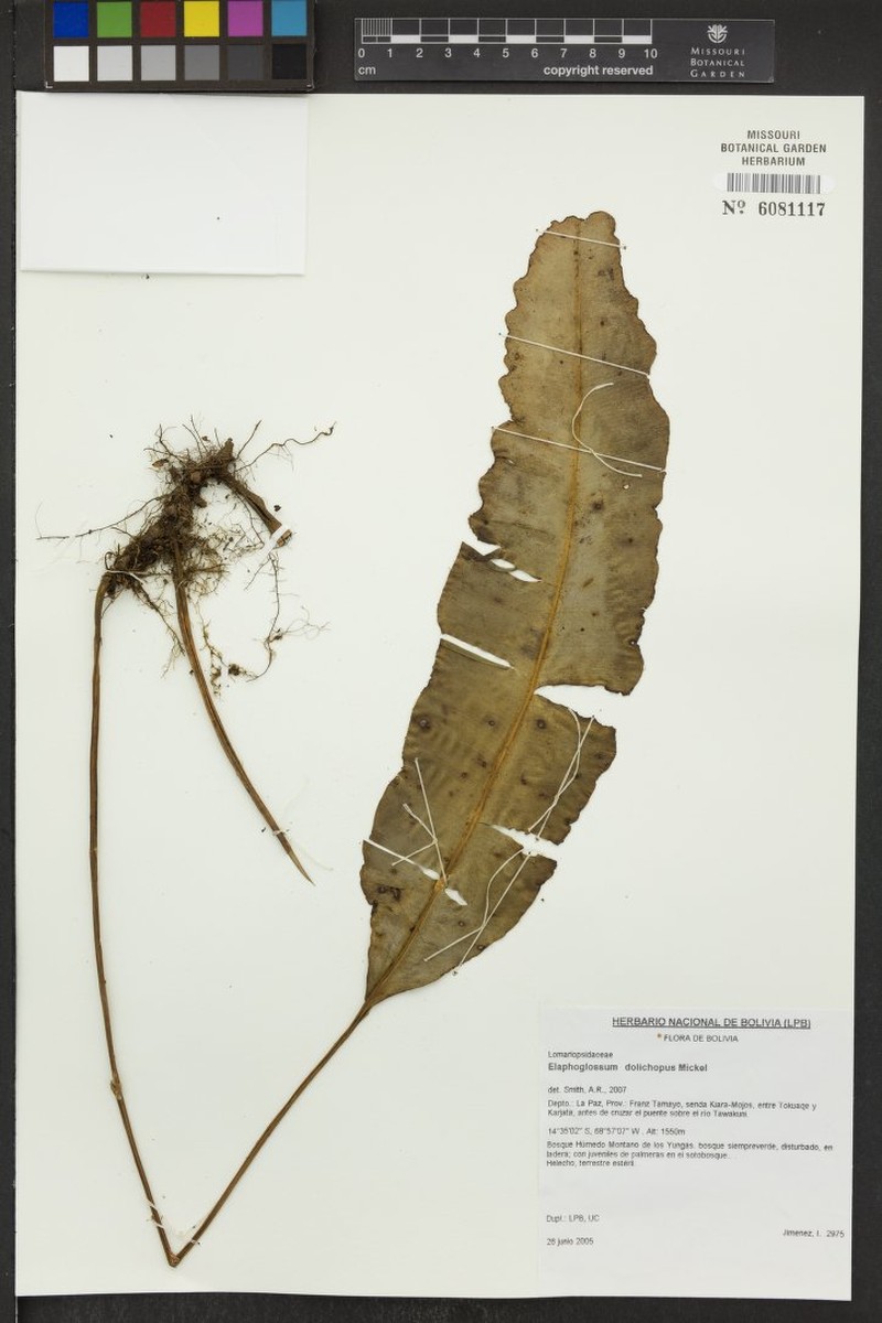 Elaphoglossum dolichopus