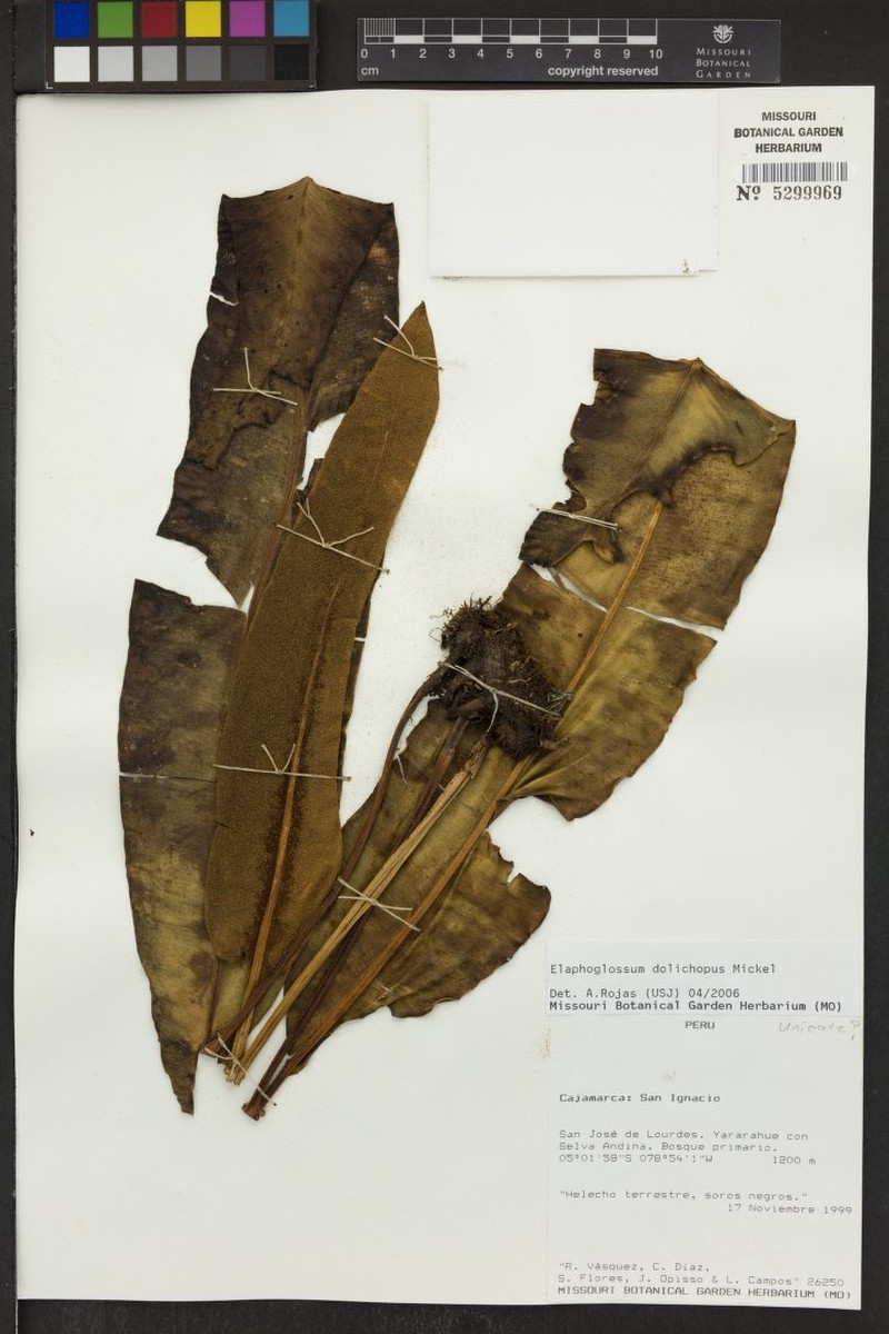 Elaphoglossum dolichopus photo 2