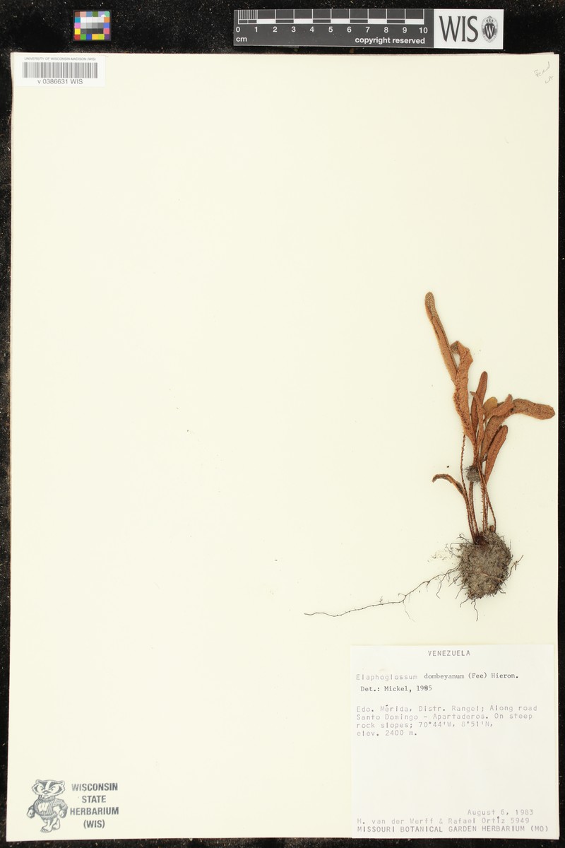 Elaphoglossum dombeyanum