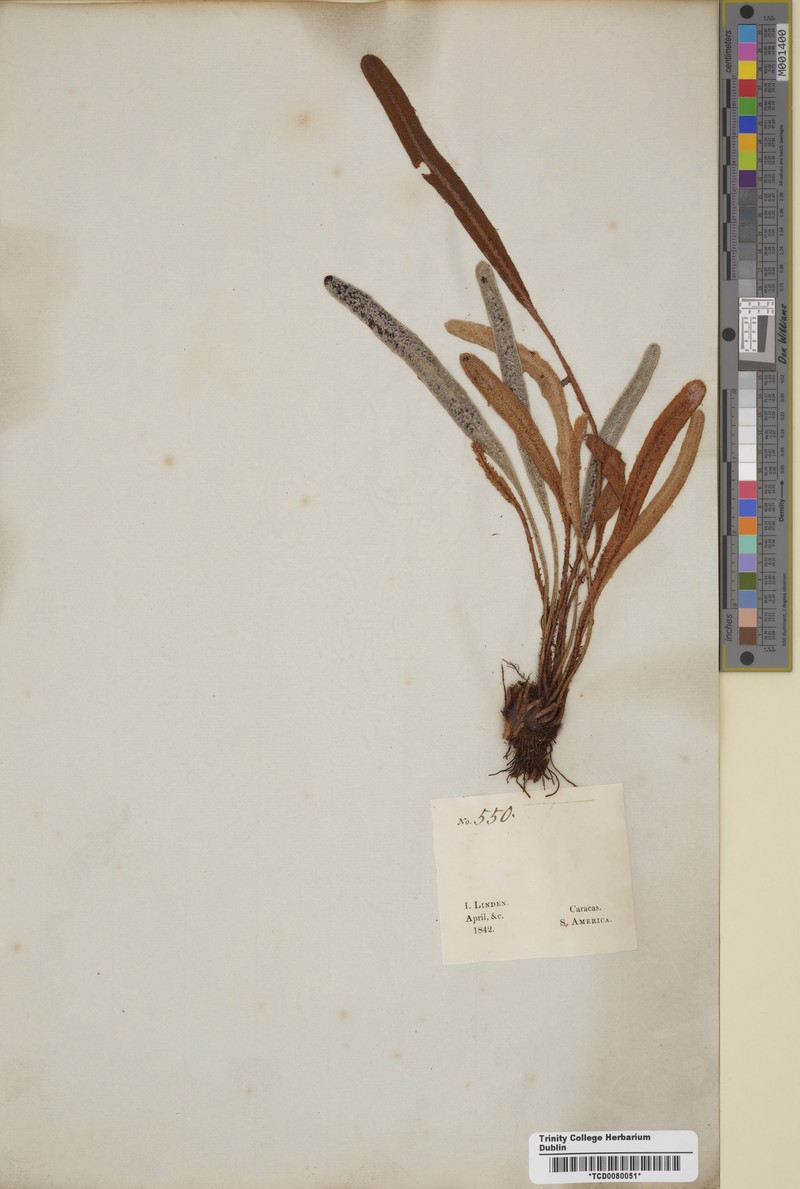 Elaphoglossum dombeyanum photo 2