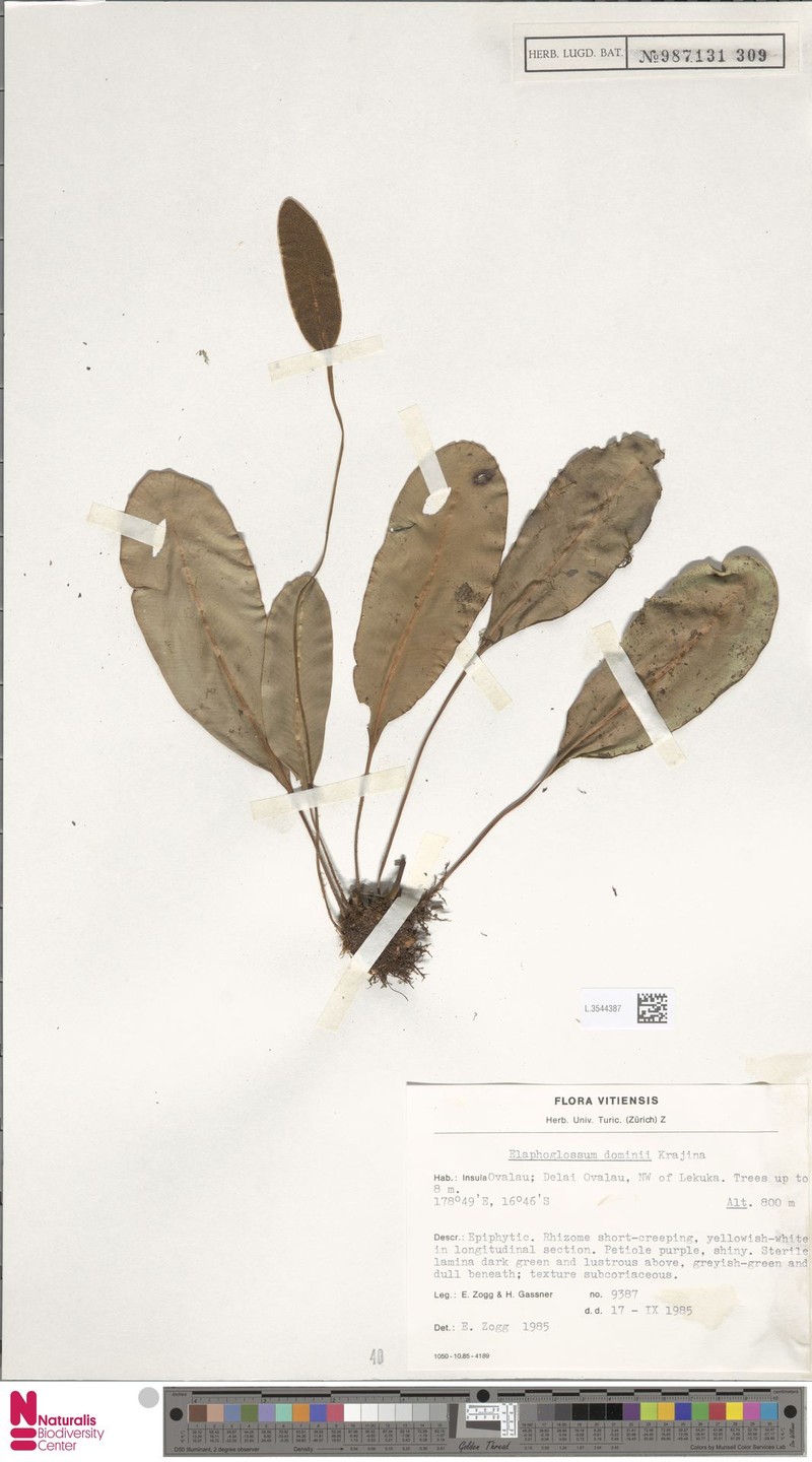 Elaphoglossum dominii