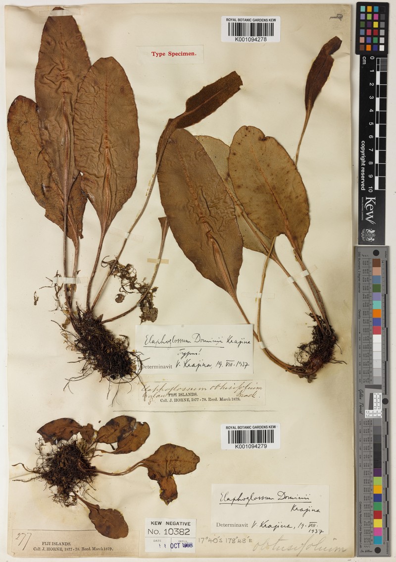Elaphoglossum dominii photo 2