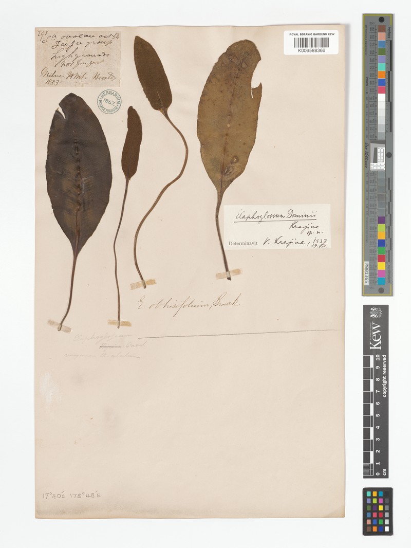 Elaphoglossum dominii photo 3