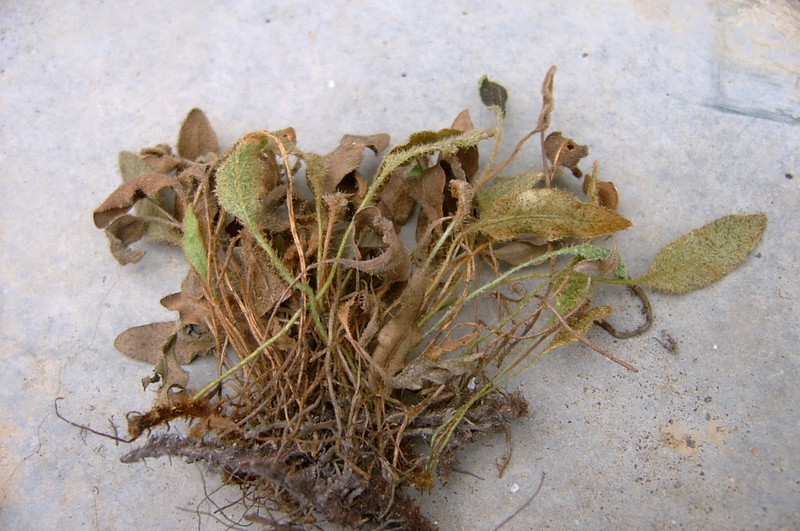 Elaphoglossum drakensbergense photo 2