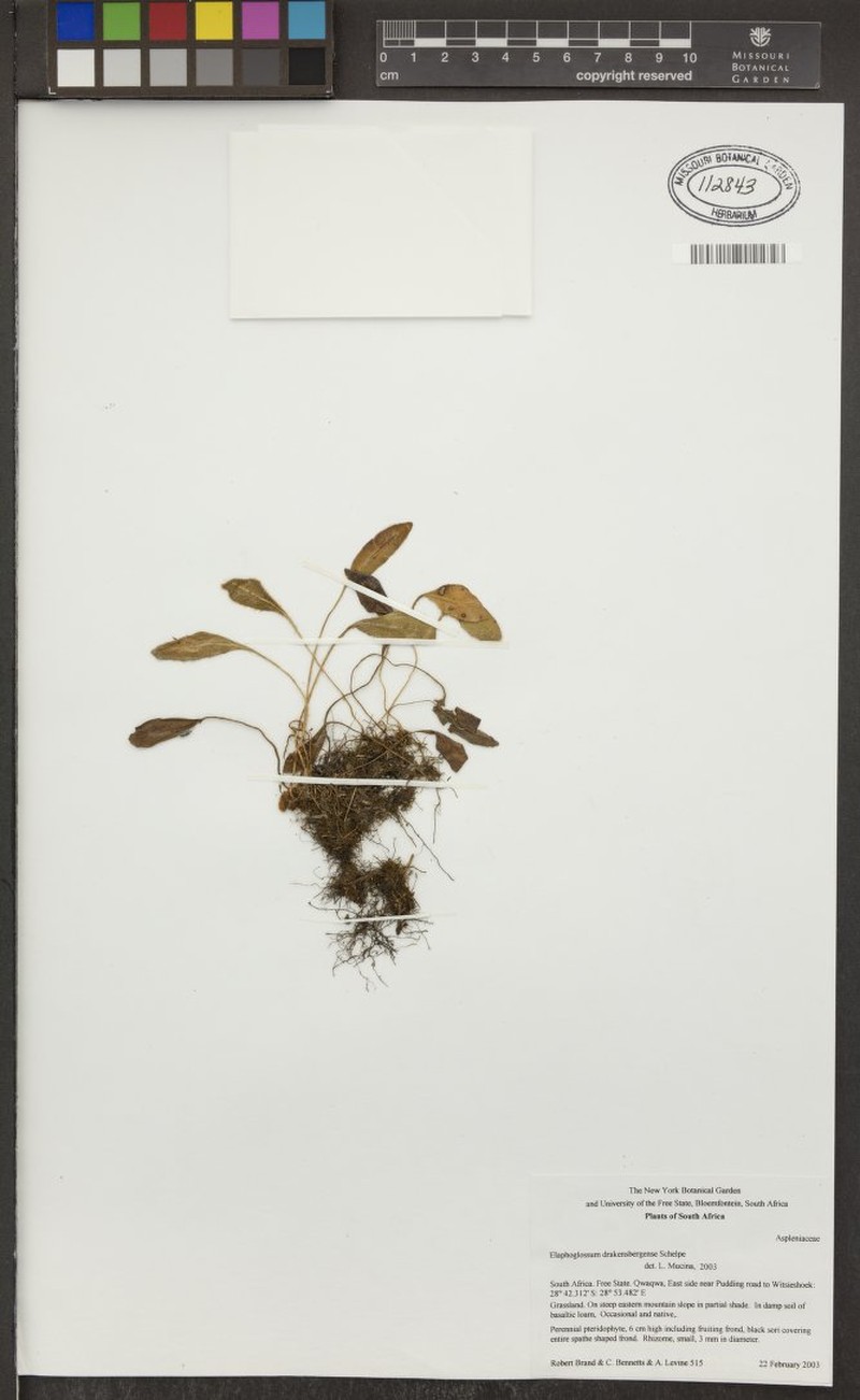 Elaphoglossum drakensbergense photo 3