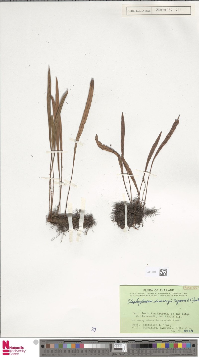 Elaphoglossum dumrongii