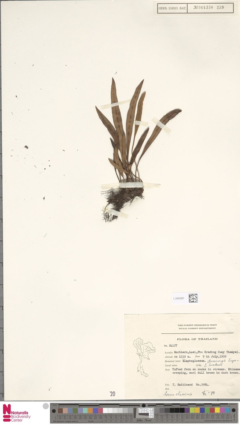 Elaphoglossum dumrongii photo 2
