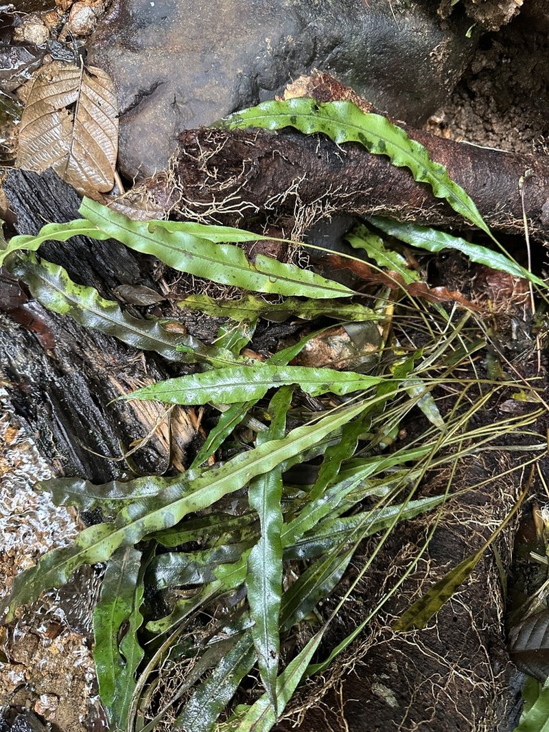 Elaphoglossum dussii