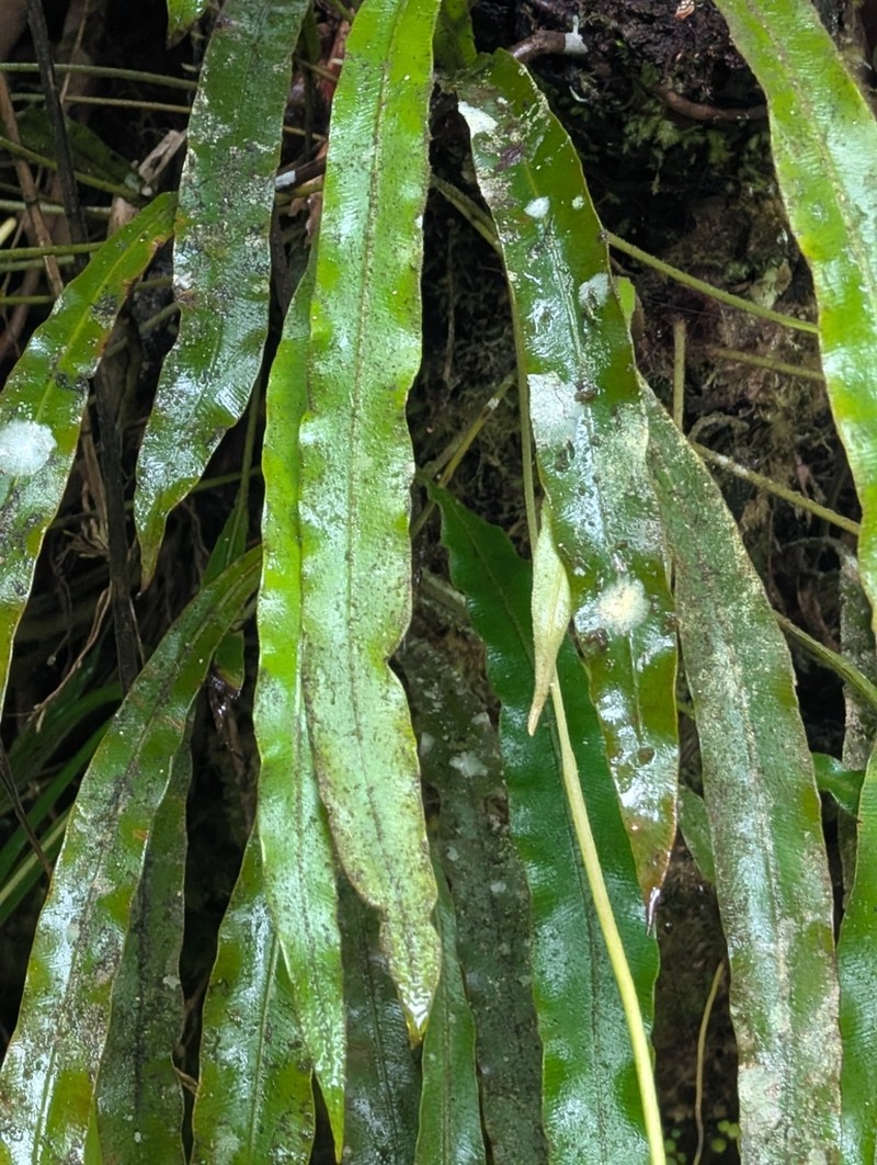 Elaphoglossum dussii photo 2