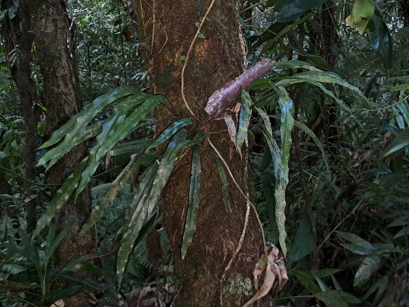 Elaphoglossum dussii photo 3