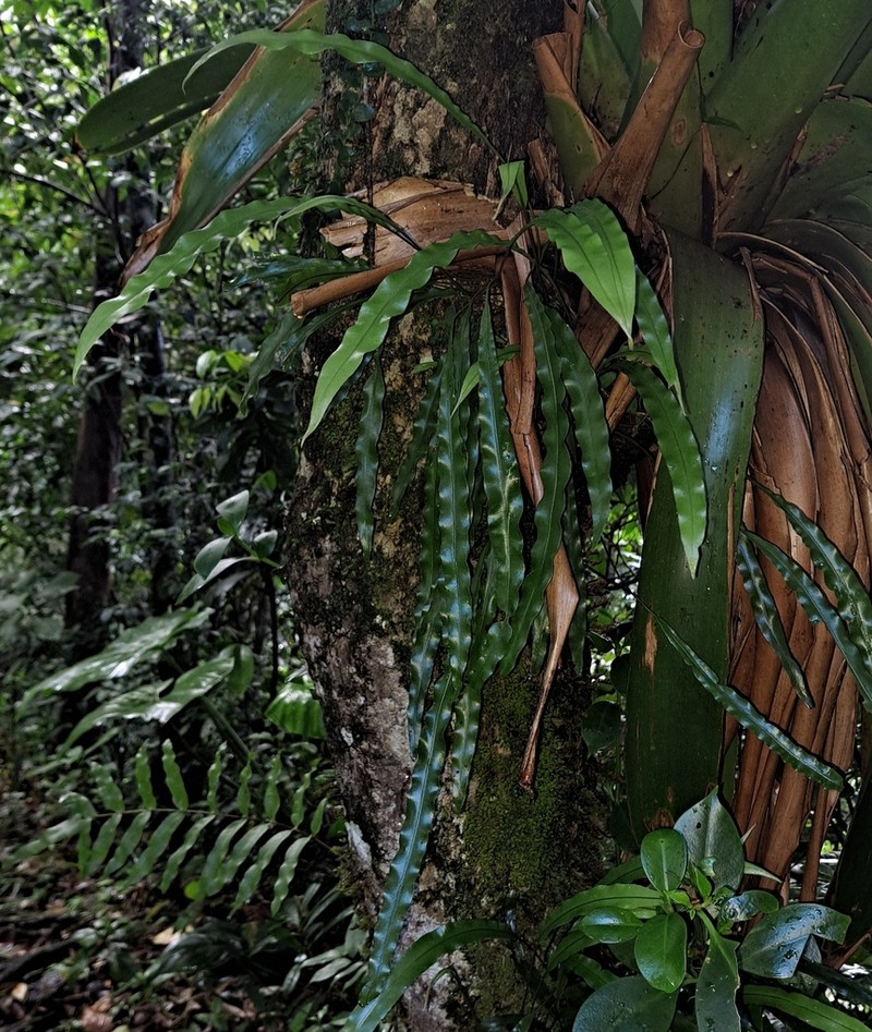 Elaphoglossum dussii photo 4