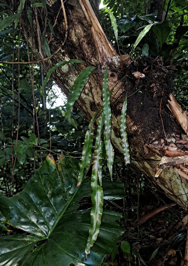 Elaphoglossum dussii photo 5