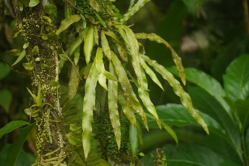 Elaphoglossum dussii photo 6