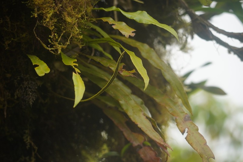 Elaphoglossum dussii photo 7