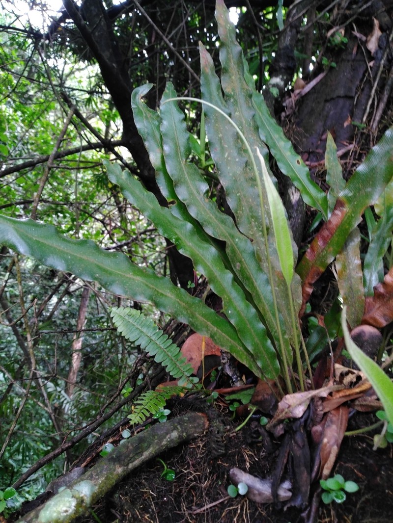 Elaphoglossum dussii photo 8