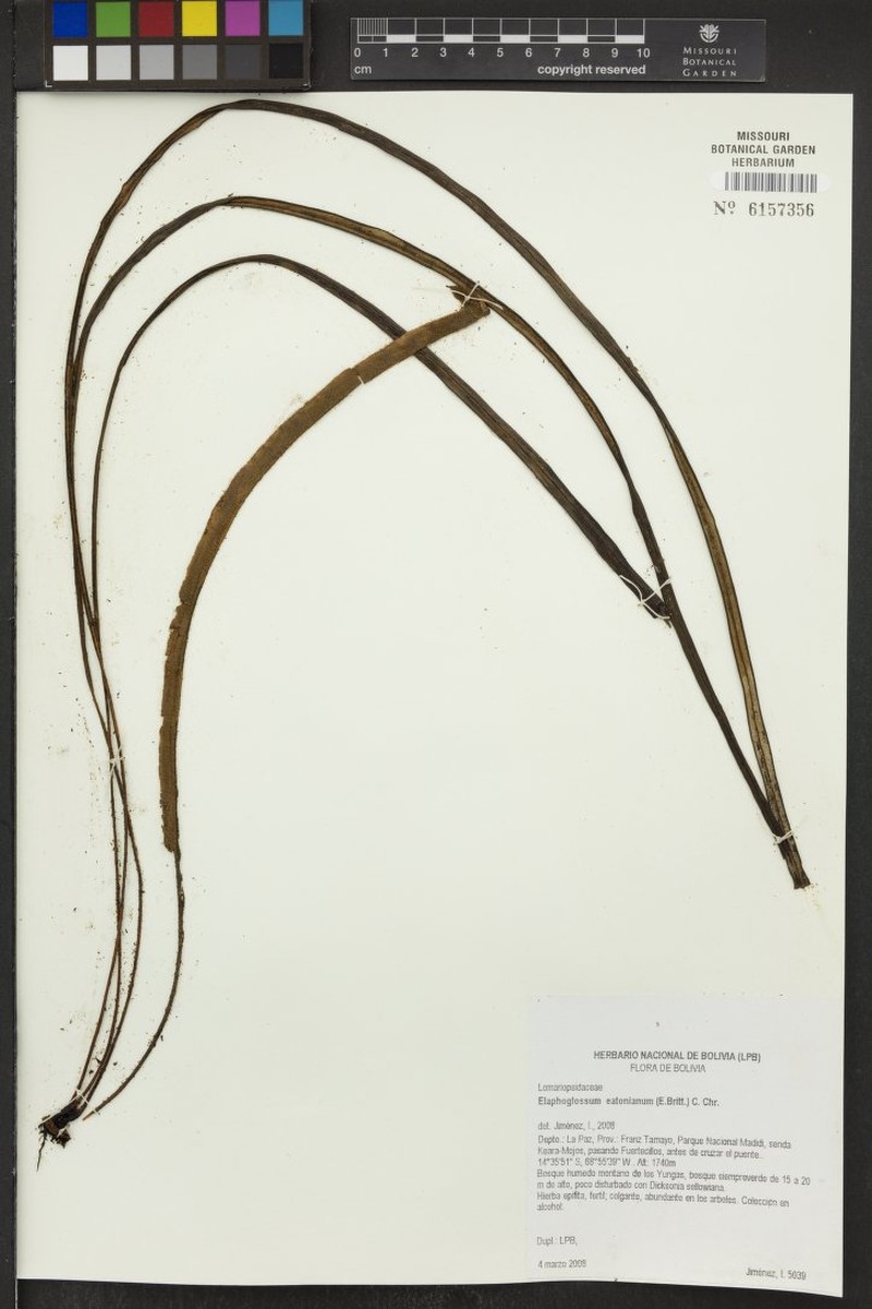 Elaphoglossum eatonianum