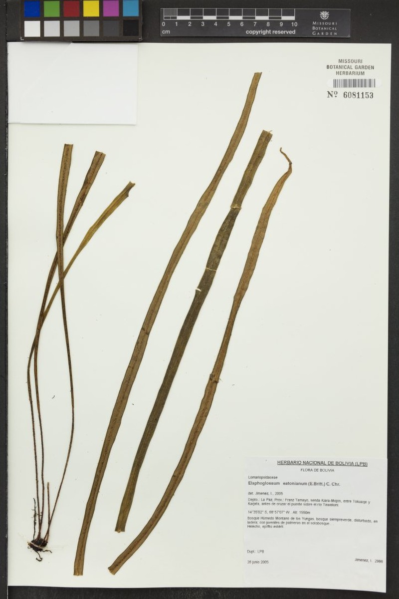 Elaphoglossum eatonianum photo 2