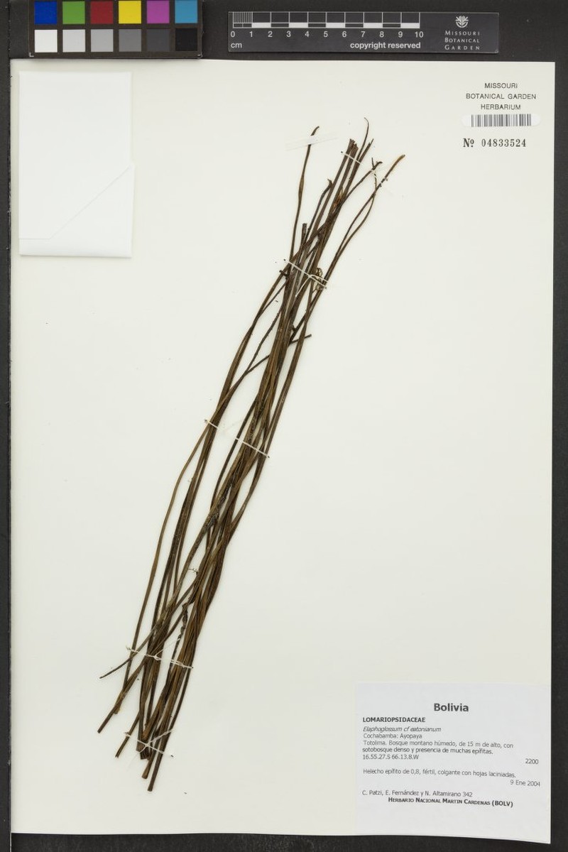 Elaphoglossum eatonianum photo 4