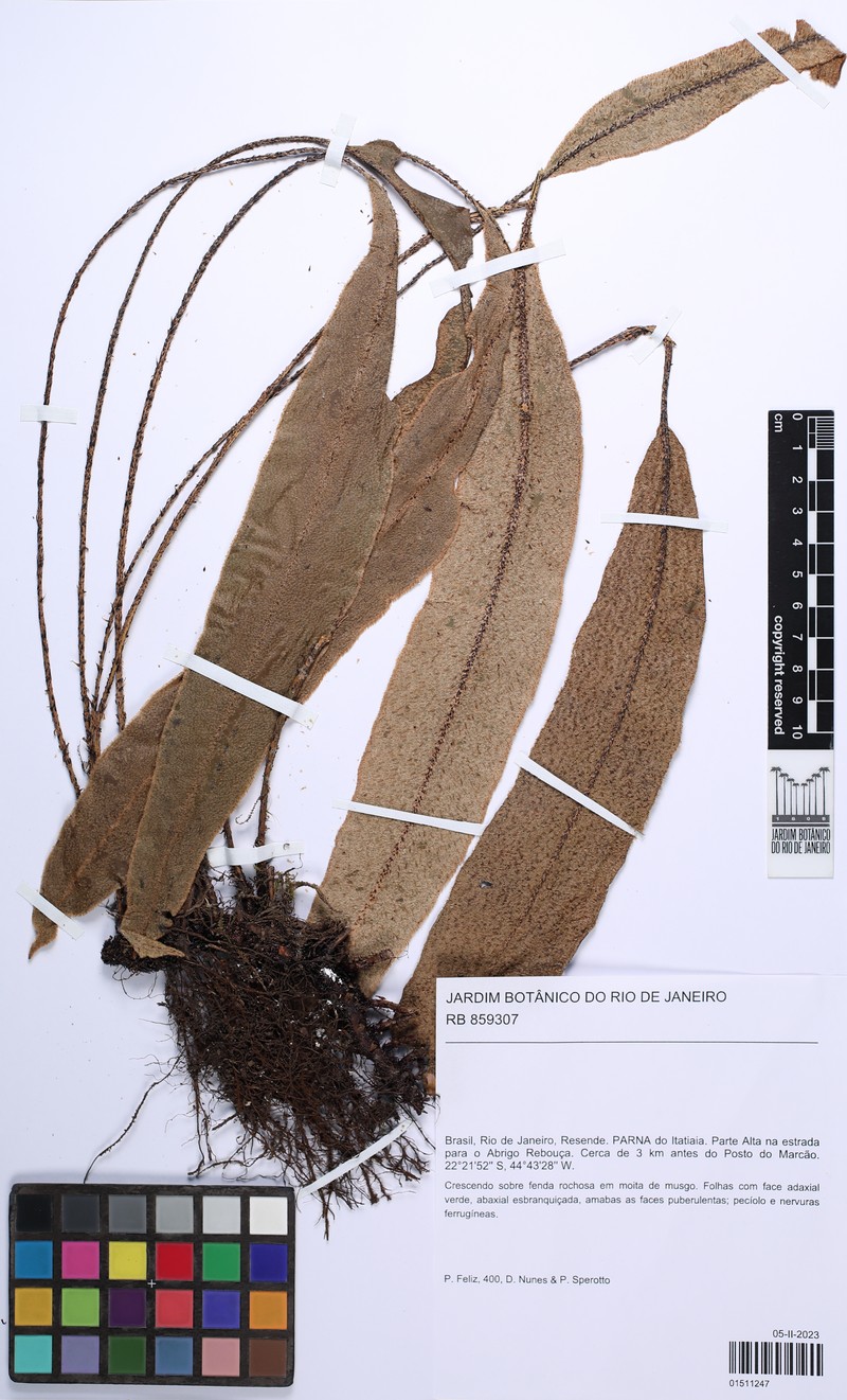 Elaphoglossum edwallii