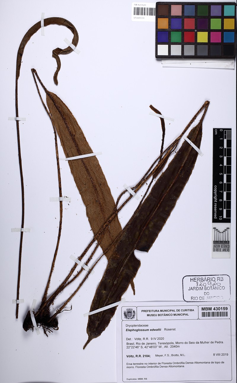 Elaphoglossum edwallii photo 2