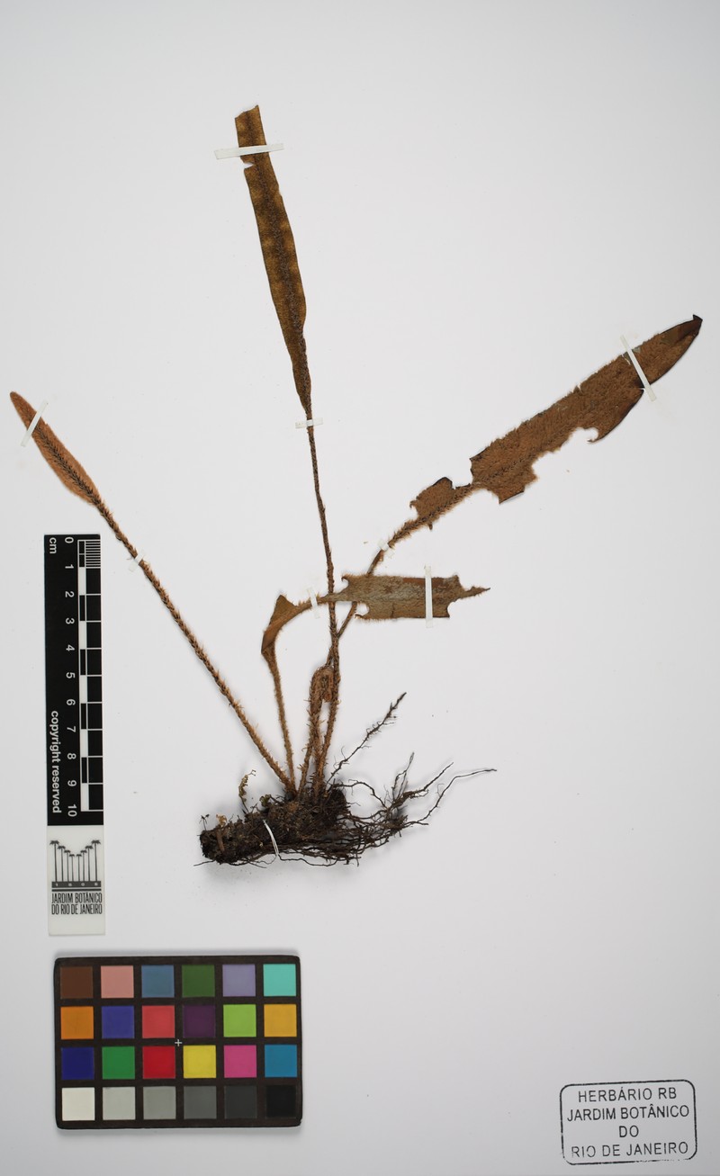 Elaphoglossum edwallii photo 3