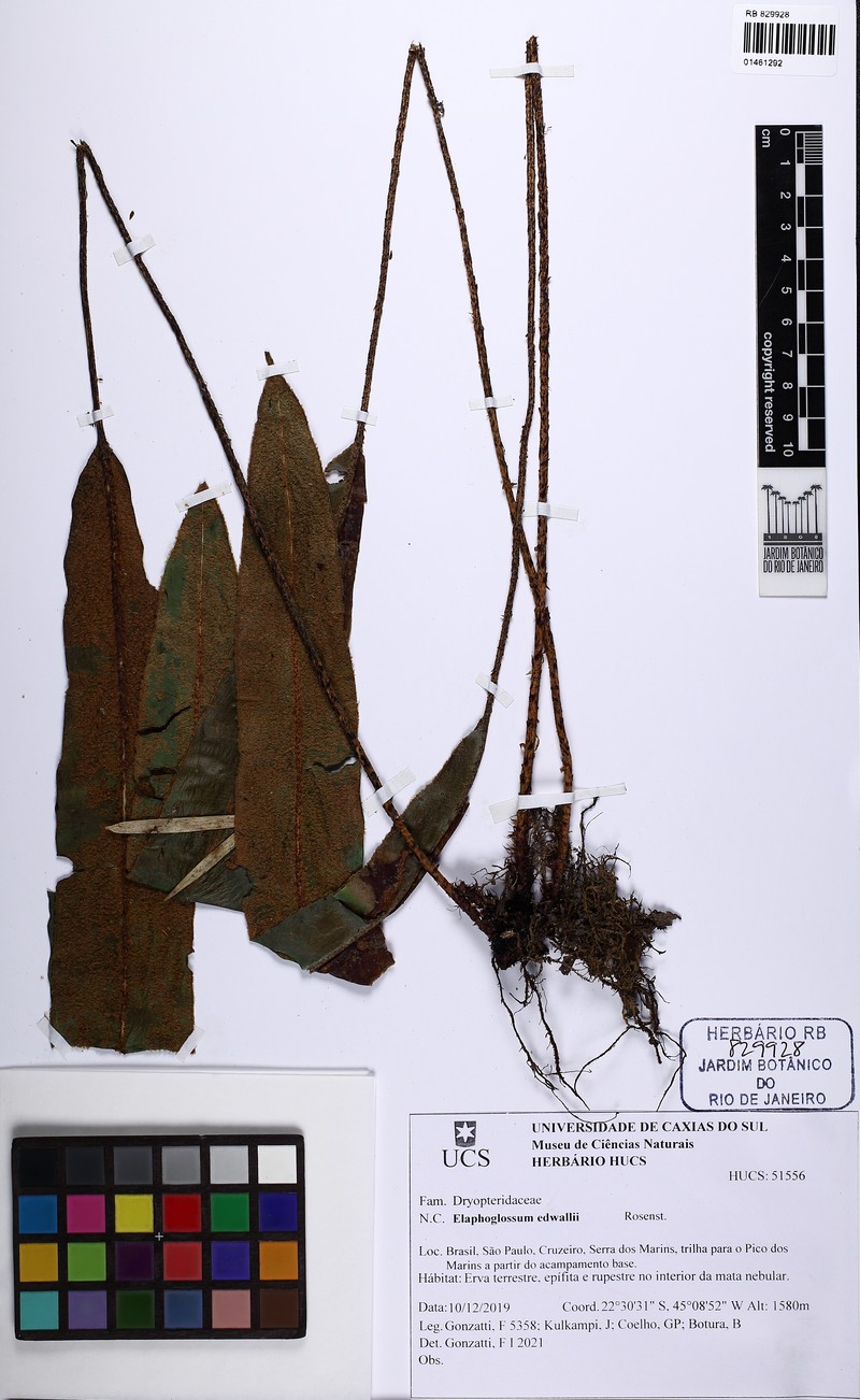 Elaphoglossum edwallii photo 4