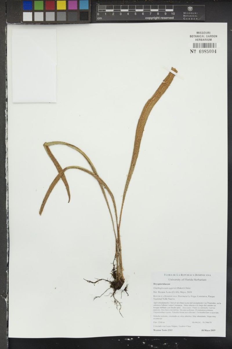 Jamaican Tonguefern
