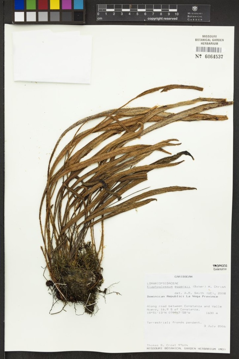 Jamaican Tonguefern photo 2